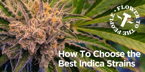 Choosing the Best Indica Strains: Terrapins Easy Guide